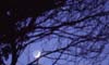 The earthshine through the branches
