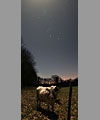 Cows in Moonlight