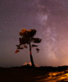 The Milky Way and the pine