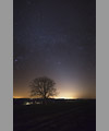 A tree under the zodiacal light