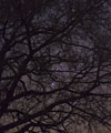 Orion in the branches of an oak
