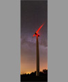 Draco, Lyra, Cygnus, Aquila and a wind turbine