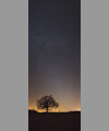 An astrophotogaph, an oak and the zodiacal light