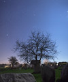 Orion above a tree among the menhirs